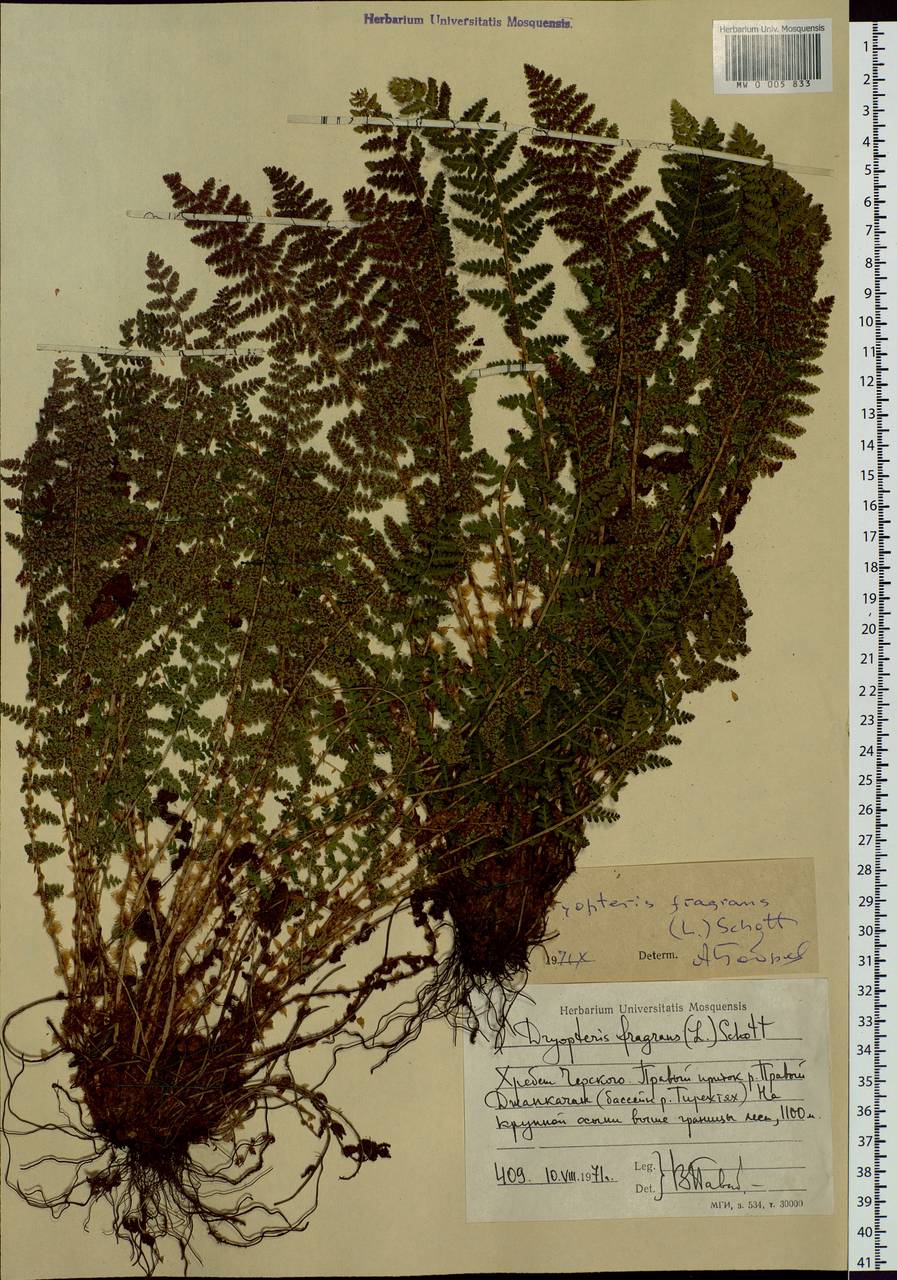 Dryopteris fragrans (L.) Schott, Siberia, Yakutia (S5) (Russia)