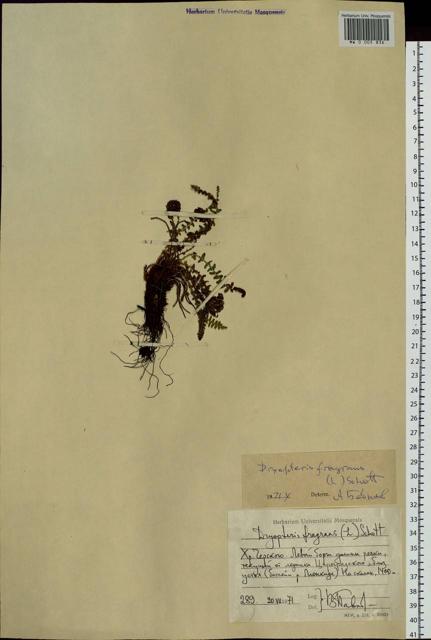 Dryopteris fragrans (L.) Schott, Siberia, Yakutia (S5) (Russia)