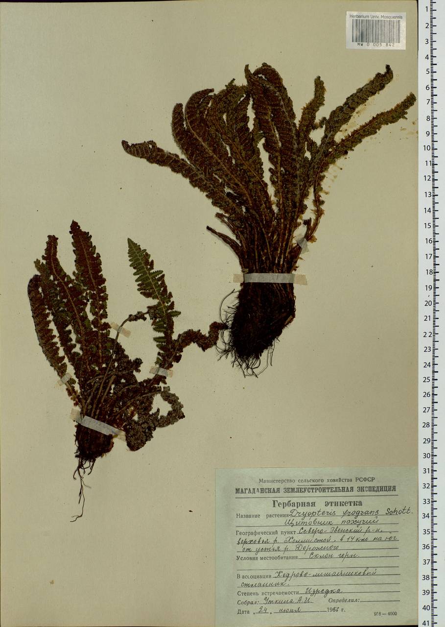 Dryopteris fragrans (L.) Schott, Siberia, Chukotka & Kamchatka (S7) (Russia)