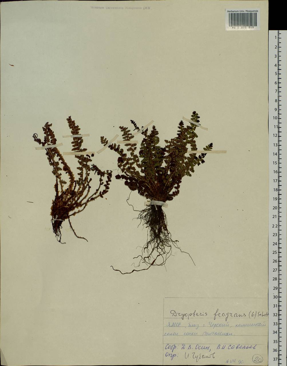 Dryopteris fragrans (L.) Schott, Siberia, Yakutia (S5) (Russia)