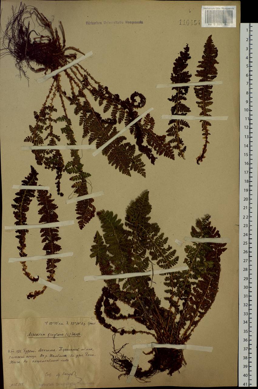 Dryopteris fragrans (L.) Schott, Siberia, Baikal & Transbaikal region (S4) (Russia)