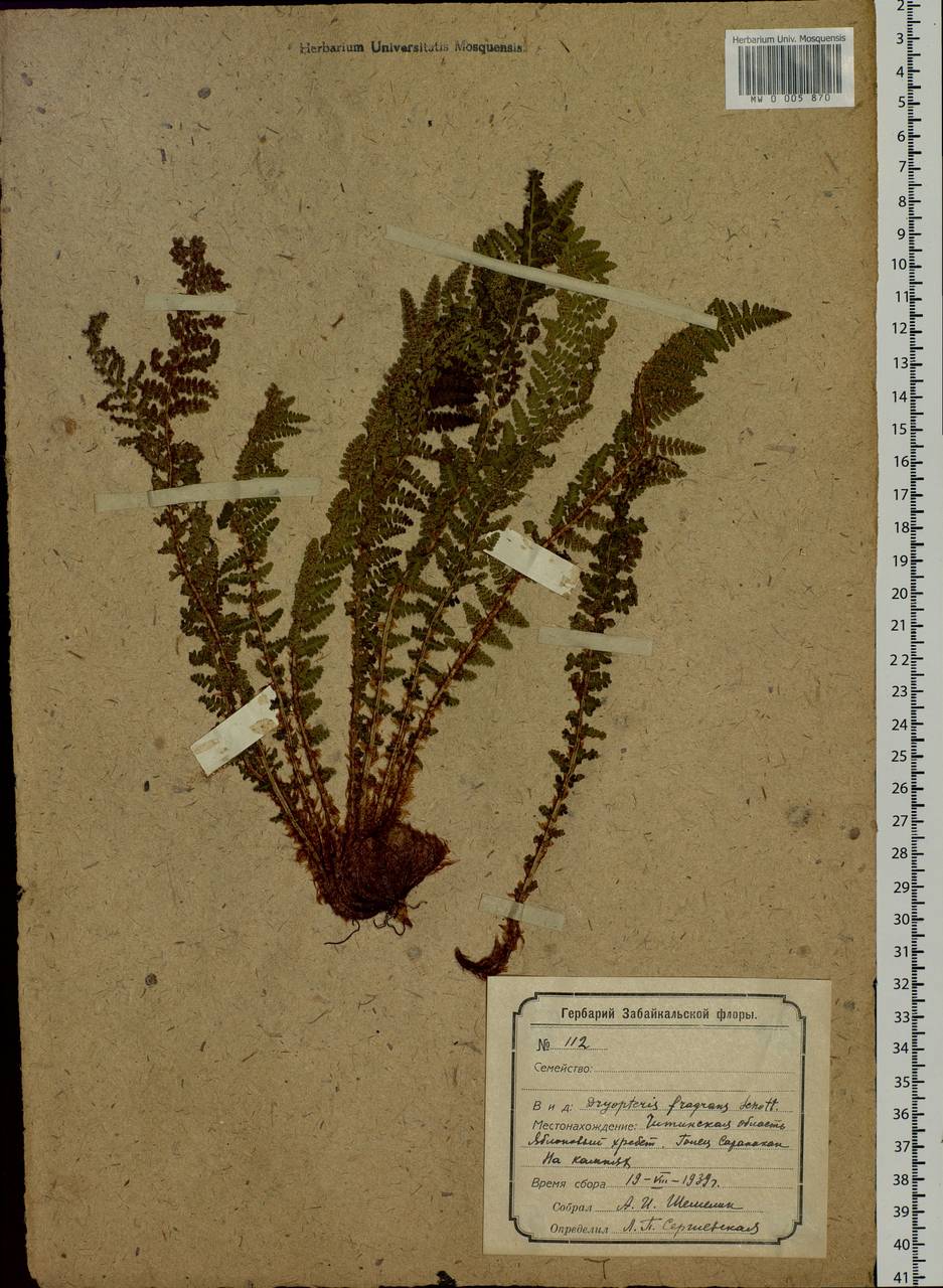 Dryopteris fragrans (L.) Schott, Siberia, Baikal & Transbaikal region (S4) (Russia)