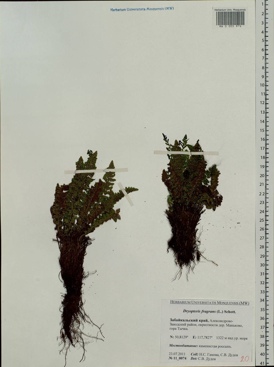 Dryopteris fragrans (L.) Schott, Siberia, Baikal & Transbaikal region (S4) (Russia)