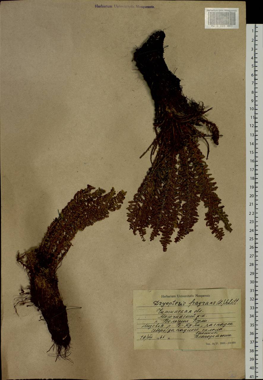 Dryopteris fragrans (L.) Schott, Siberia, Baikal & Transbaikal region (S4) (Russia)