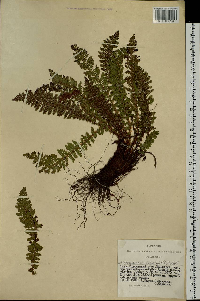 Dryopteris fragrans (L.) Schott, Siberia, Altai & Sayany Mountains (S2) (Russia)