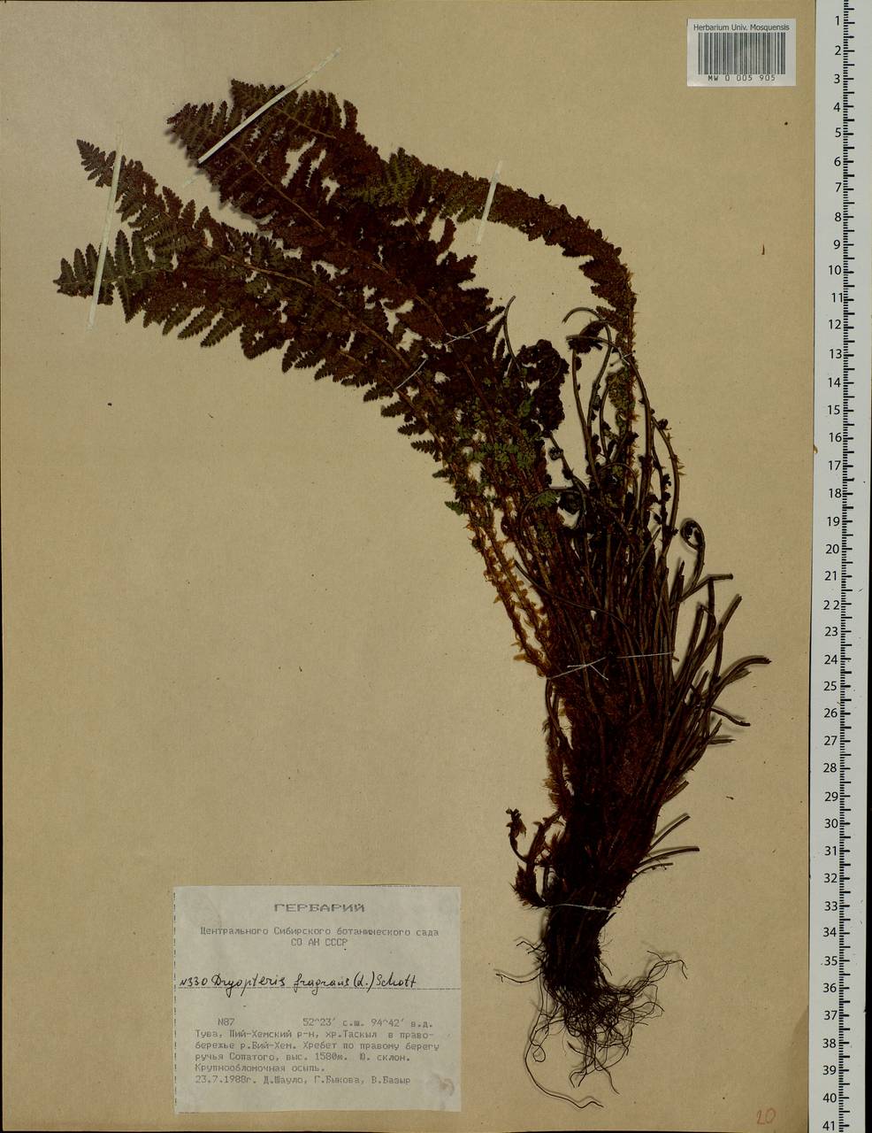 Dryopteris fragrans (L.) Schott, Siberia, Altai & Sayany Mountains (S2) (Russia)