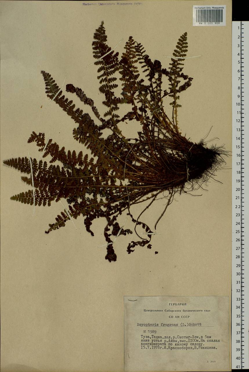 Dryopteris fragrans (L.) Schott, Siberia, Altai & Sayany Mountains (S2) (Russia)