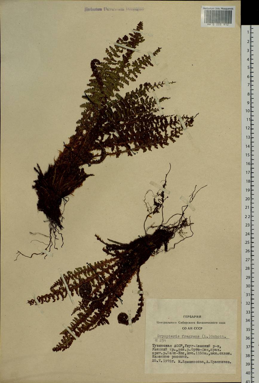 Dryopteris fragrans (L.) Schott, Siberia, Altai & Sayany Mountains (S2) (Russia)