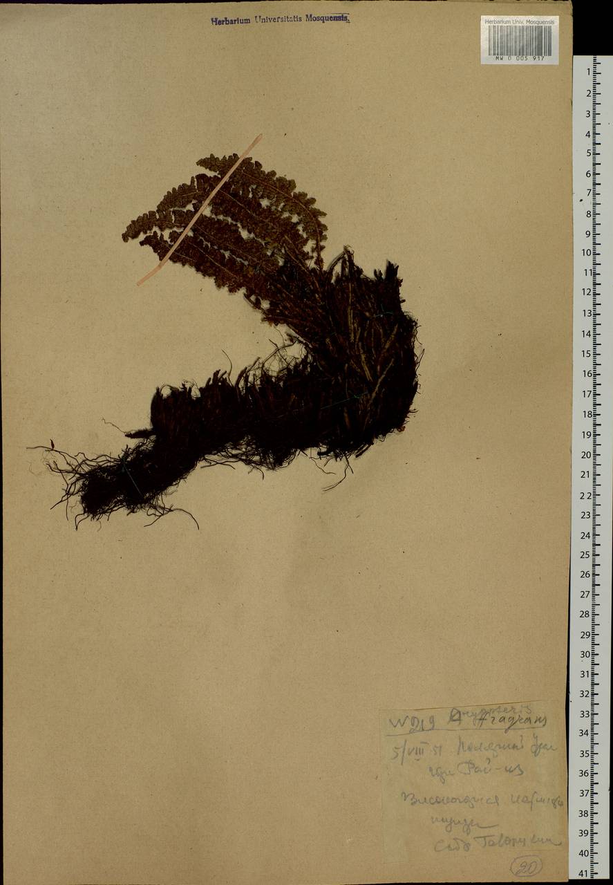 Dryopteris fragrans (L.) Schott, Siberia, Western Siberia (S1) (Russia)