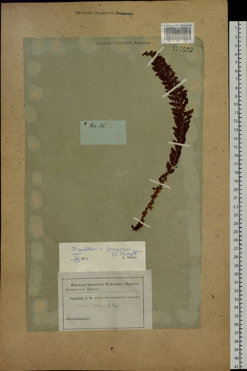 Dryopteris fragrans (L.) Schott, Siberia (no precise locality) (S0) (Russia)