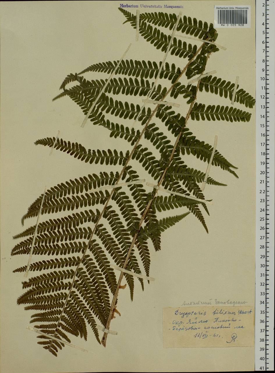 Dryopteris filix-mas (L.) Schott, Siberia, Altai & Sayany Mountains (S2) (Russia)