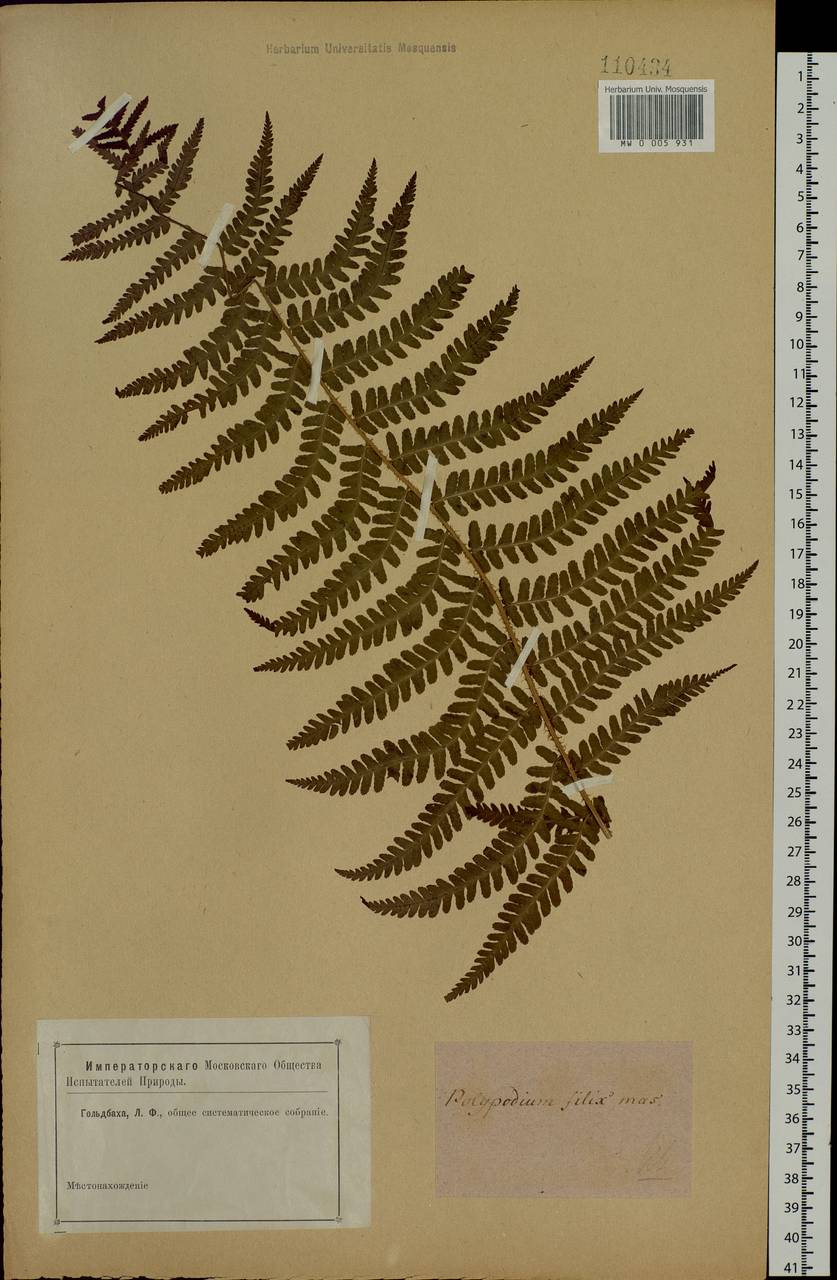 Dryopteris filix-mas (L.) Schott, Siberia (no precise locality) (S0) (Russia)