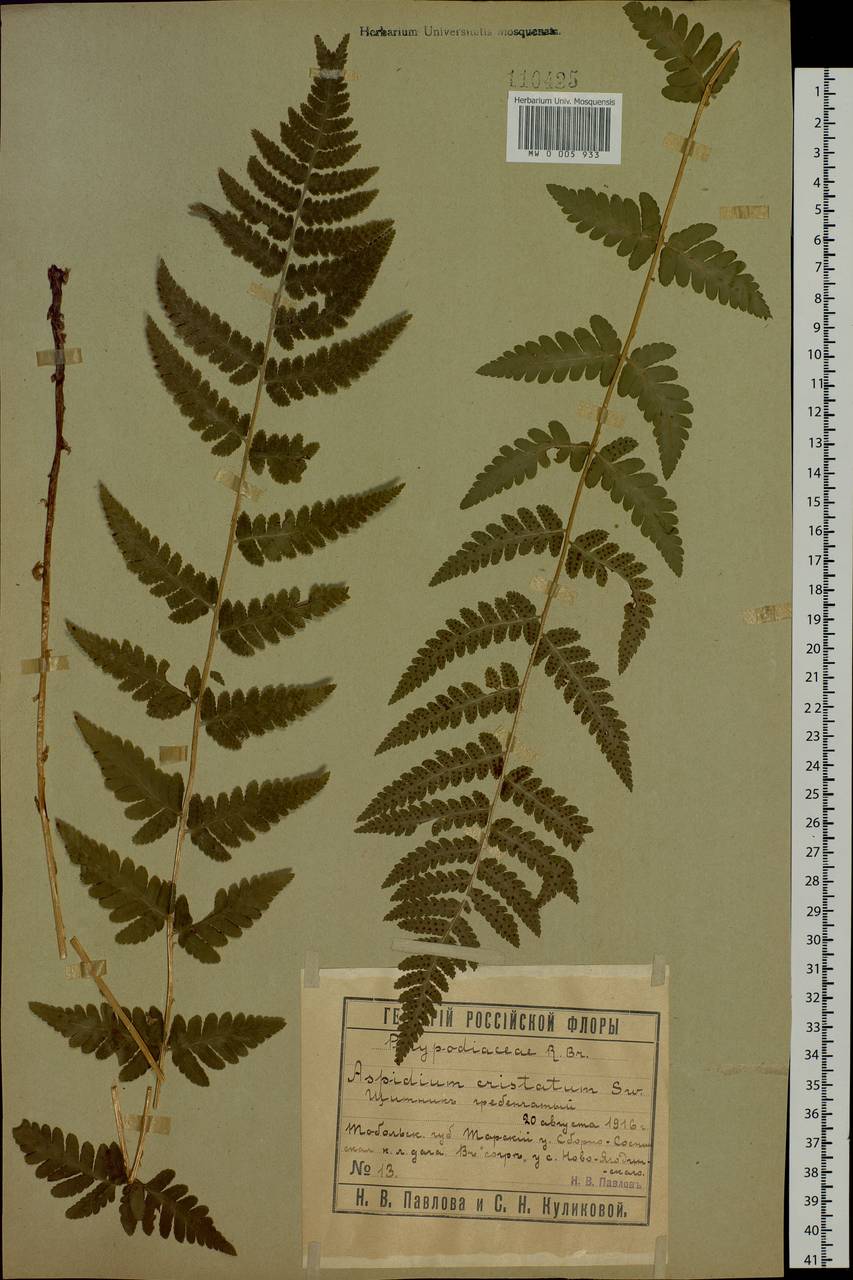 Dryopteris cristata (L.) A. Gray, Siberia, Western Siberia (S1) (Russia)