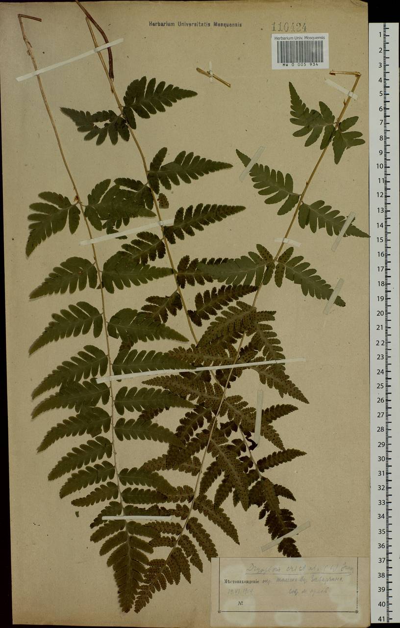 Dryopteris cristata (L.) A. Gray, Siberia, Western Siberia (S1) (Russia)