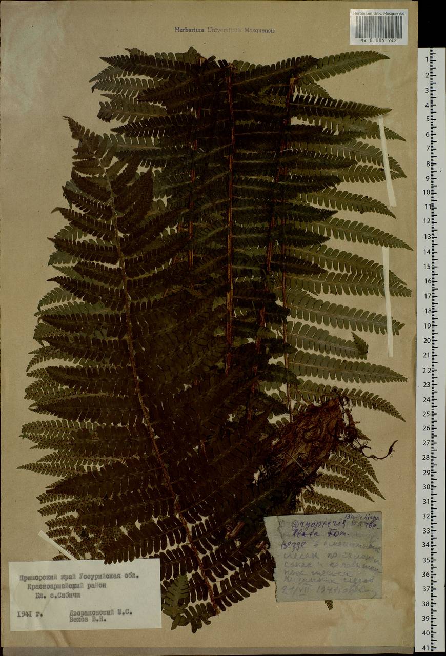 Dryopteris crassirhizoma Nakai, Siberia, Russian Far East (S6) (Russia)