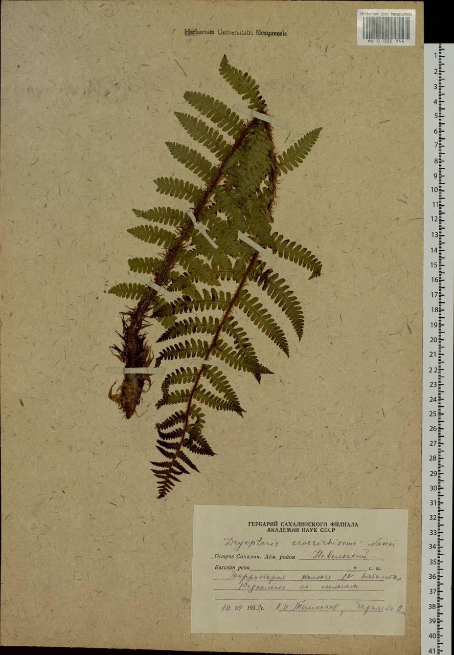 Dryopteris crassirhizoma Nakai, Siberia, Russian Far East (S6) (Russia)