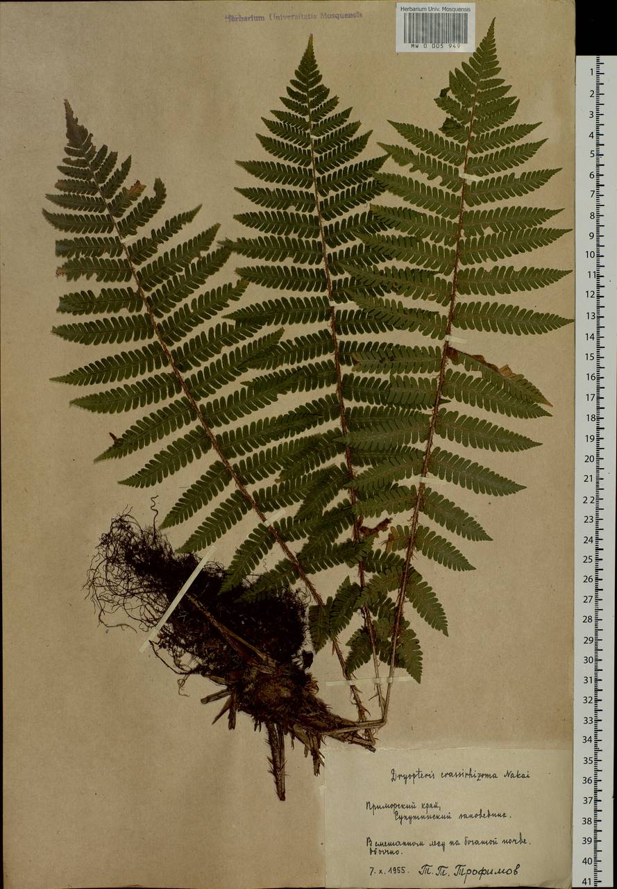 Dryopteris crassirhizoma Nakai, Siberia, Russian Far East (S6) (Russia)