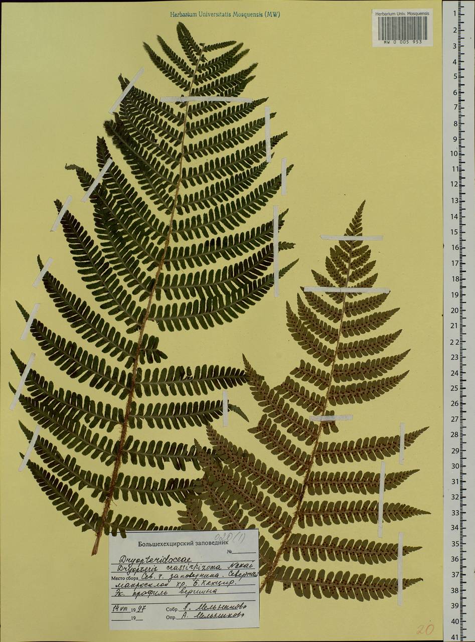 Dryopteris crassirhizoma Nakai, Siberia, Russian Far East (S6) (Russia)