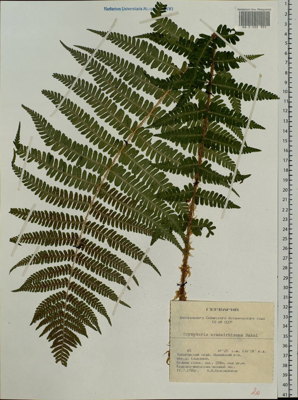 Dryopteris crassirhizoma Nakai, Siberia, Russian Far East (S6) (Russia)