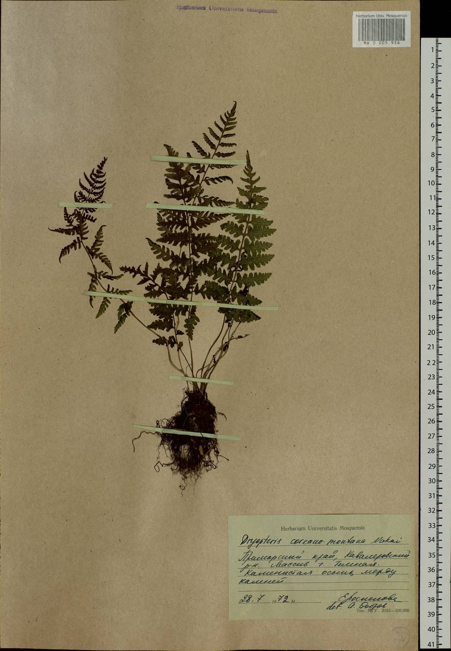 Dryopteris sichotensis Kom., Siberia, Russian Far East (S6) (Russia)