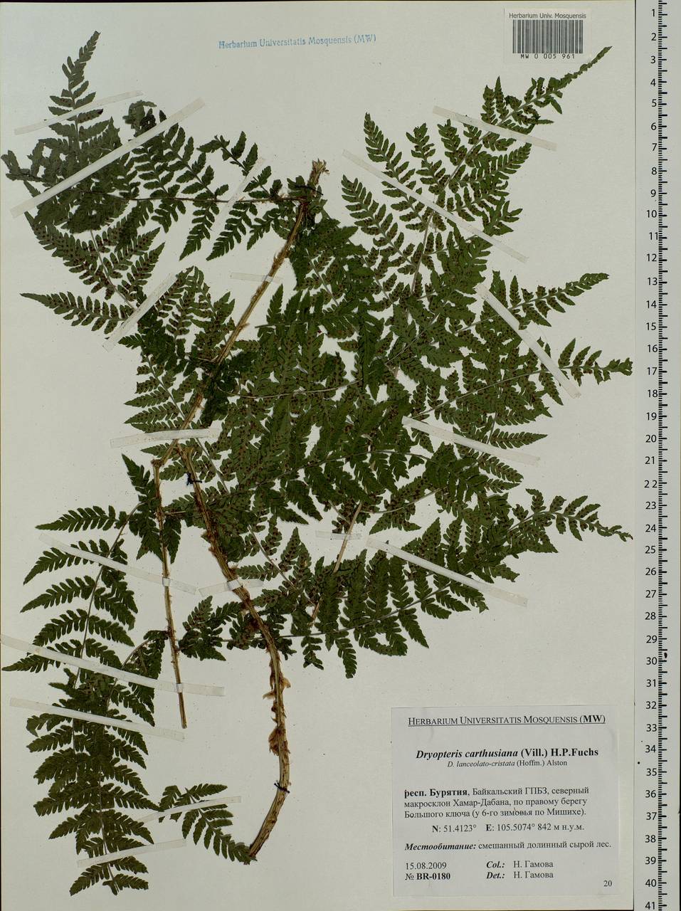 Dryopteris carthusiana (Vill.) H. P. Fuchs, Siberia, Baikal & Transbaikal region (S4) (Russia)