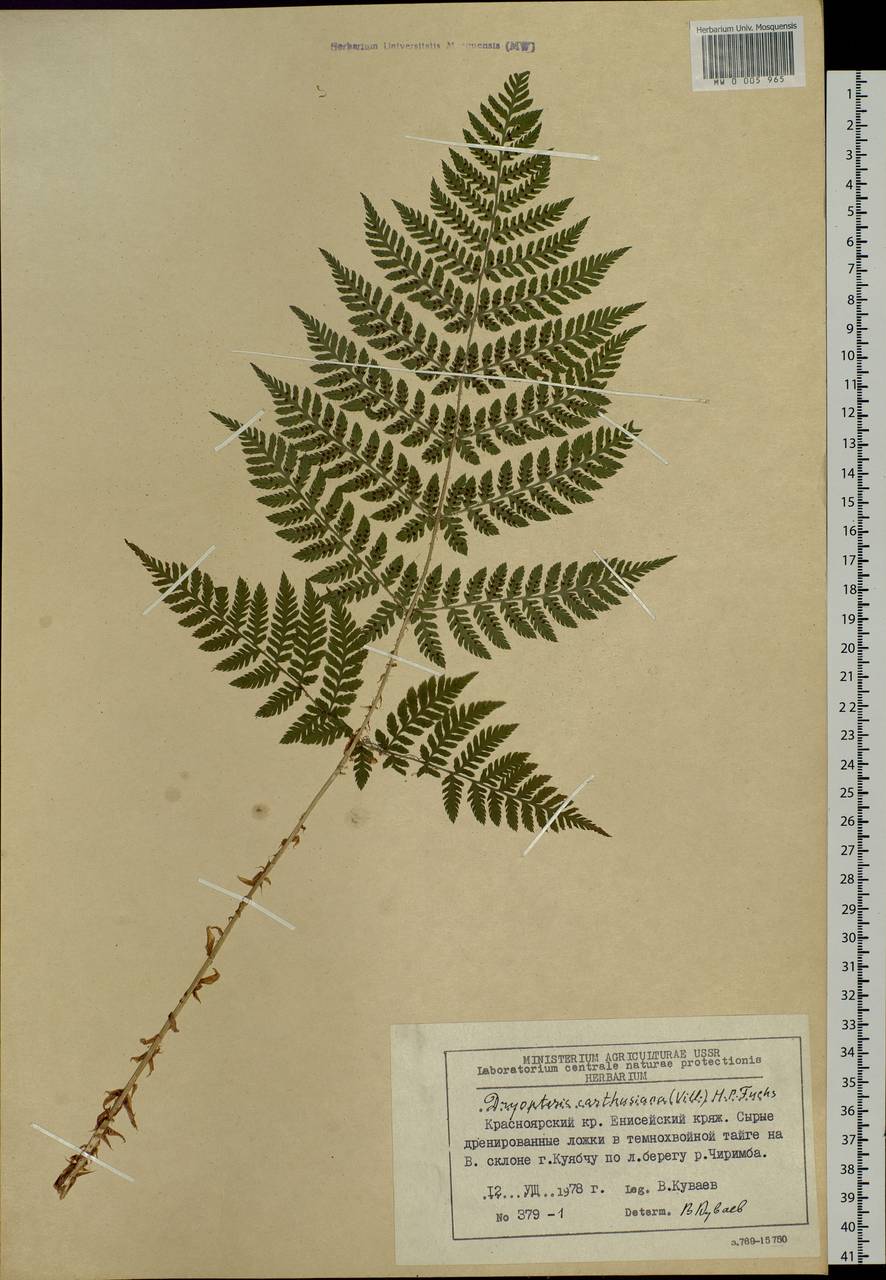 Dryopteris carthusiana (Vill.) H. P. Fuchs, Siberia, Central Siberia (S3) (Russia)