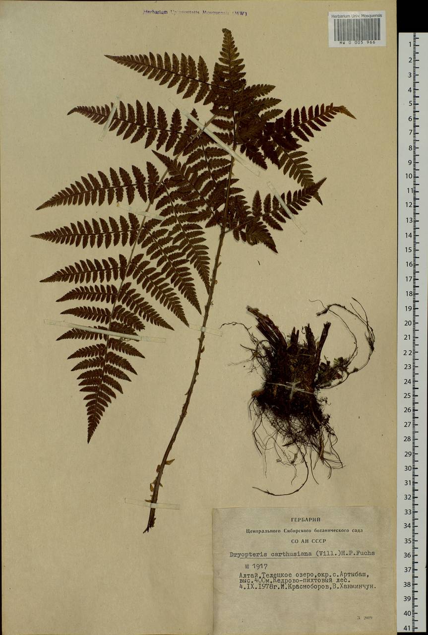 Dryopteris carthusiana (Vill.) H. P. Fuchs, Siberia, Altai & Sayany Mountains (S2) (Russia)