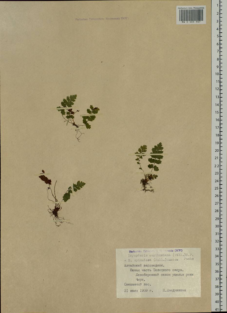 Dryopteris carthusiana (Vill.) H. P. Fuchs, Siberia, Altai & Sayany Mountains (S2) (Russia)