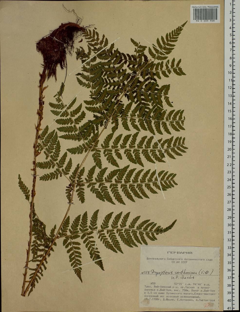 Dryopteris carthusiana (Vill.) H. P. Fuchs, Siberia, Altai & Sayany Mountains (S2) (Russia)