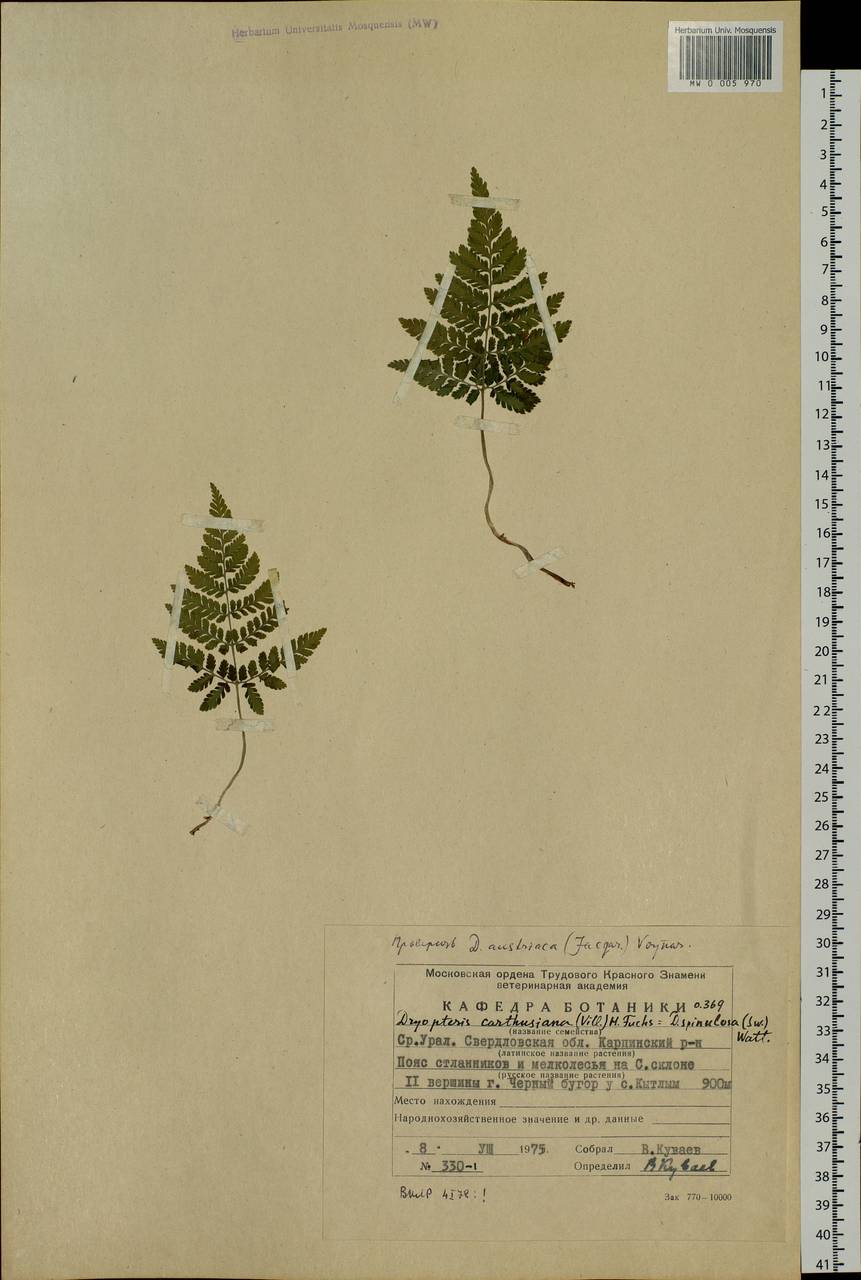 Dryopteris carthusiana (Vill.) H. P. Fuchs, Eastern Europe, Eastern region (E10) (Russia)
