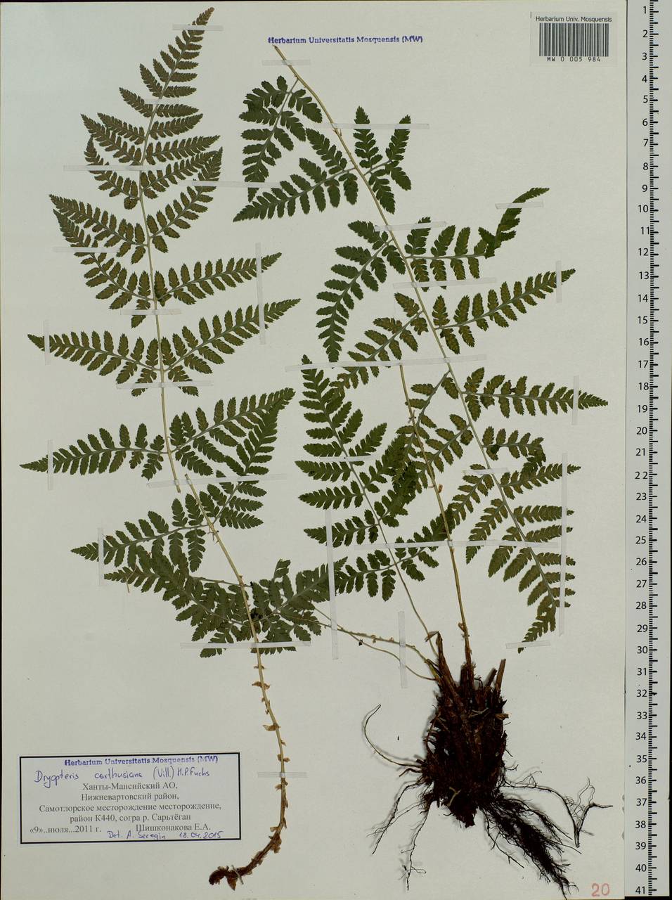 Dryopteris carthusiana (Vill.) H. P. Fuchs, Siberia, Western Siberia (S1) (Russia)