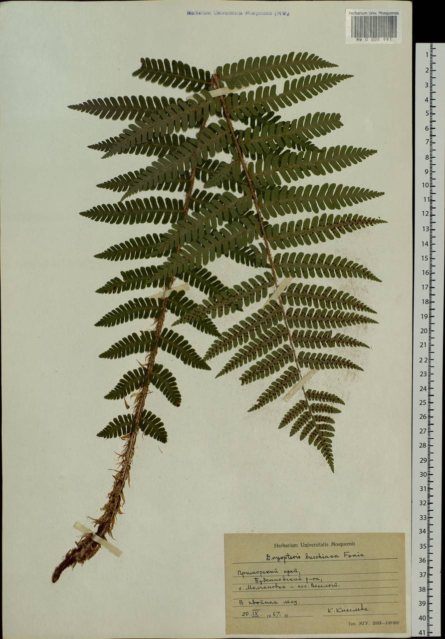 Dryopteris crassirhizoma Nakai, Siberia, Russian Far East (S6) (Russia)