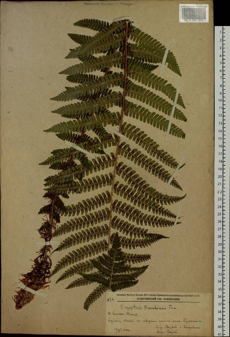 Dryopteris crassirhizoma Nakai, Siberia, Russian Far East (S6) (Russia)