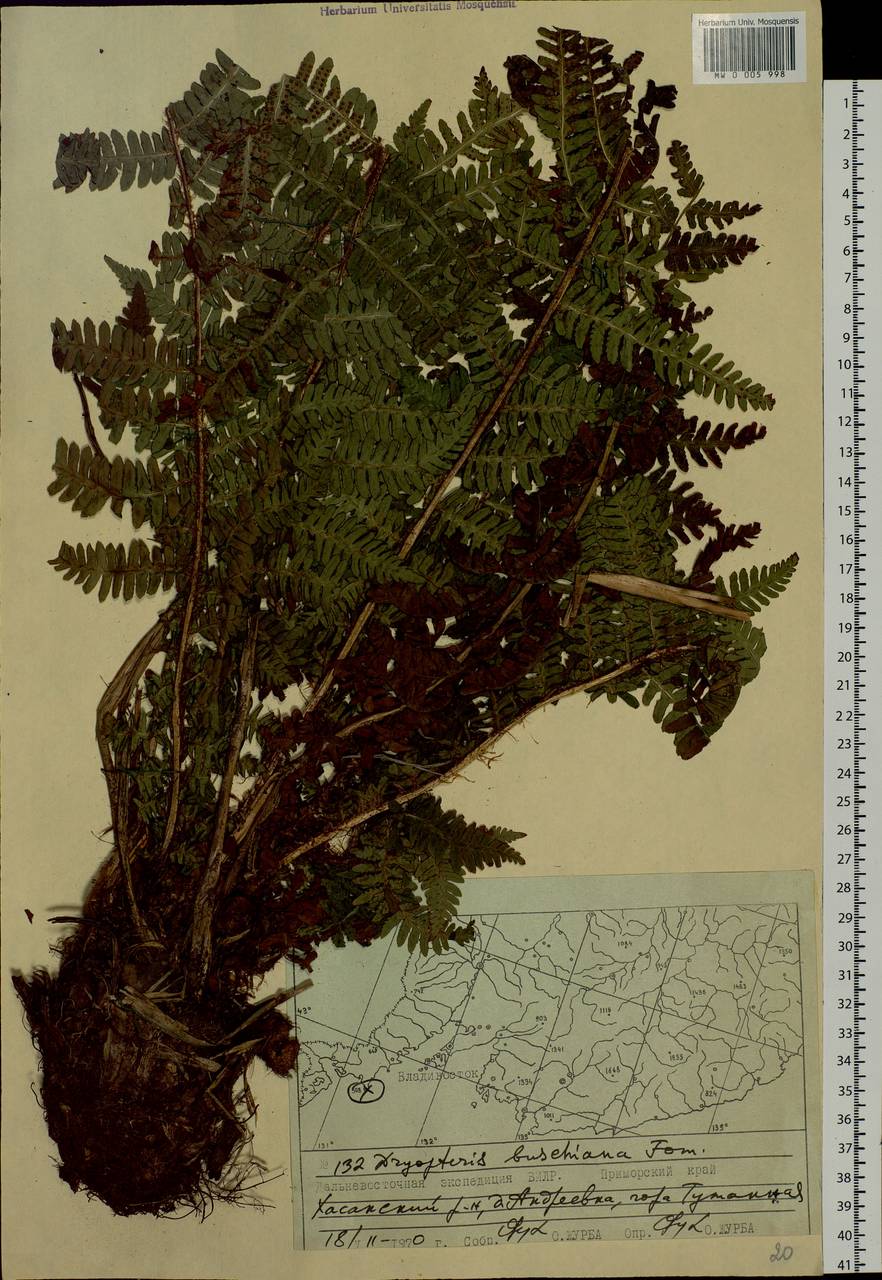 Dryopteris crassirhizoma Nakai, Siberia, Russian Far East (S6) (Russia)