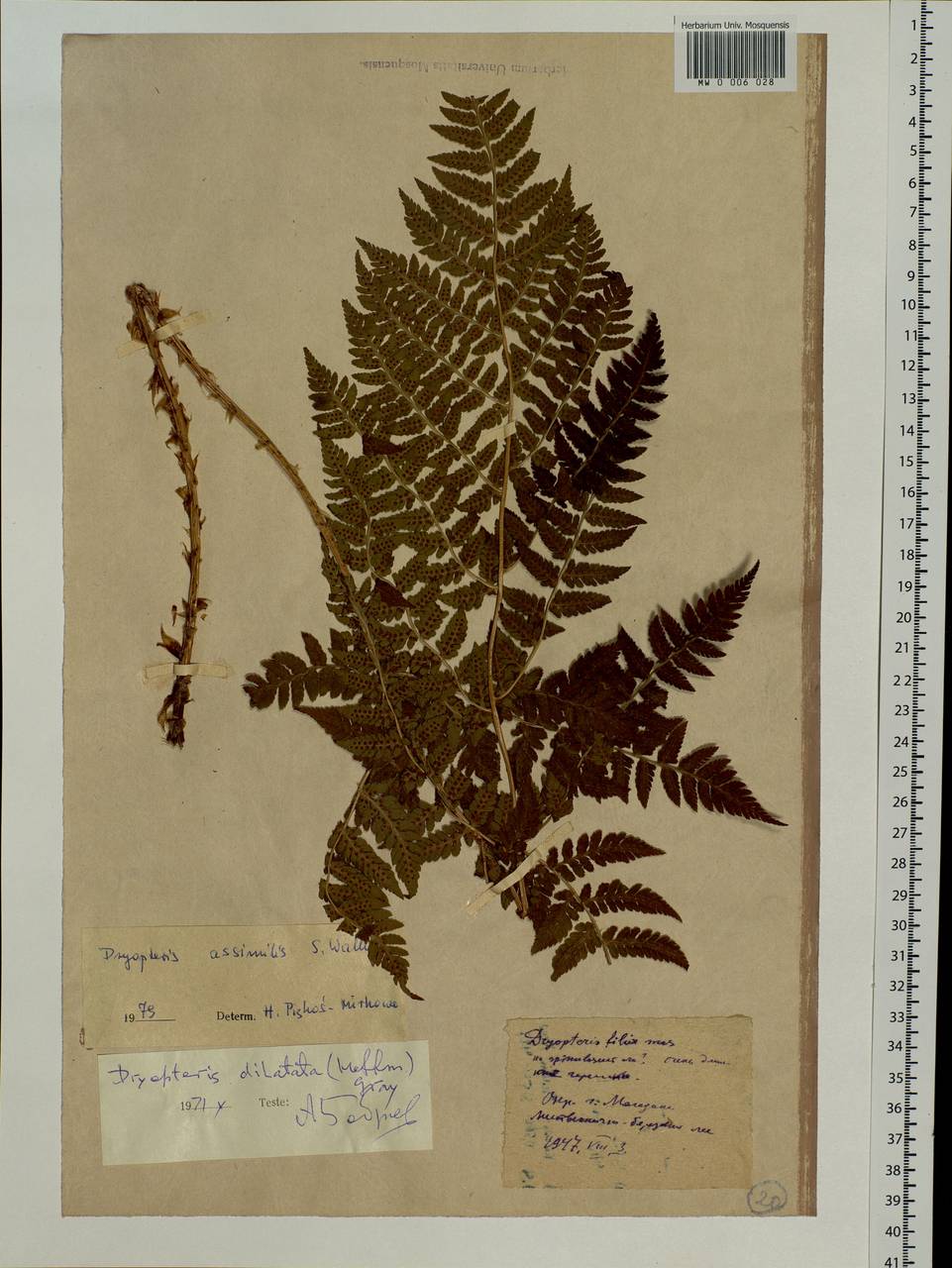 Dryopteris dilatata subsp. dilatata, Siberia, Chukotka & Kamchatka (S7) (Russia)