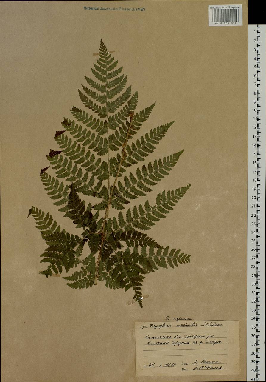 Dryopteris dilatata subsp. dilatata, Siberia, Chukotka & Kamchatka (S7) (Russia)