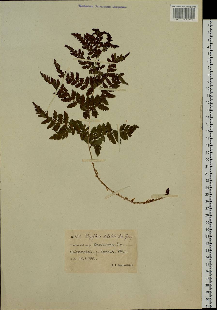 Dryopteris dilatata subsp. dilatata, Siberia, Chukotka & Kamchatka (S7) (Russia)