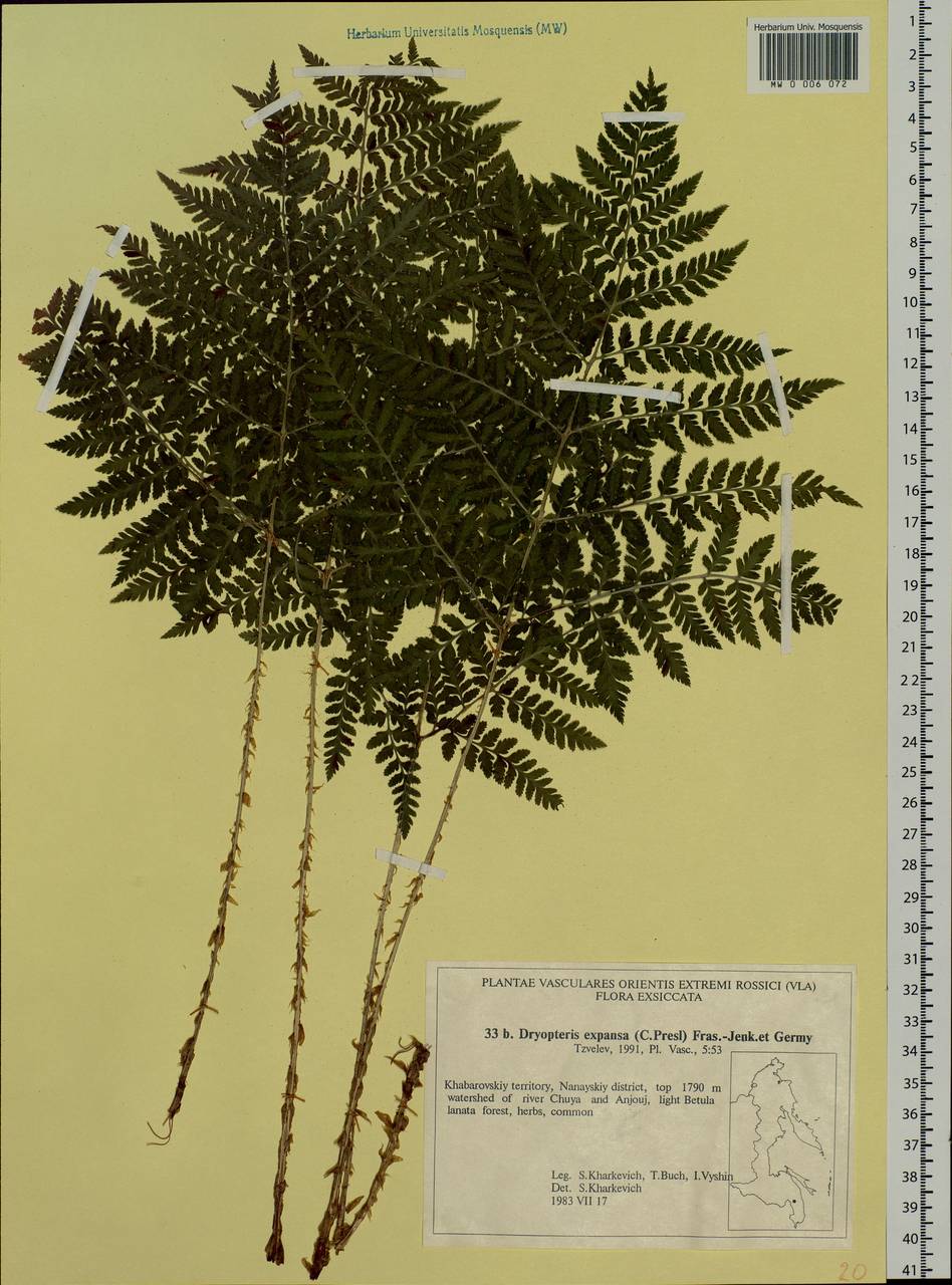 Dryopteris dilatata subsp. dilatata, Siberia, Russian Far East (S6) (Russia)