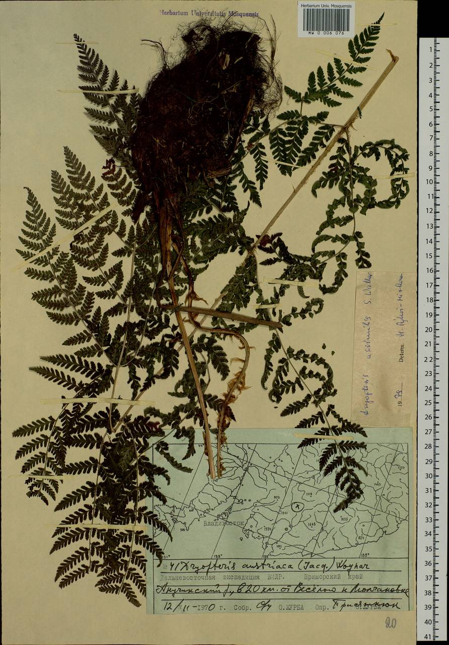 Dryopteris dilatata subsp. dilatata, Siberia, Russian Far East (S6) (Russia)