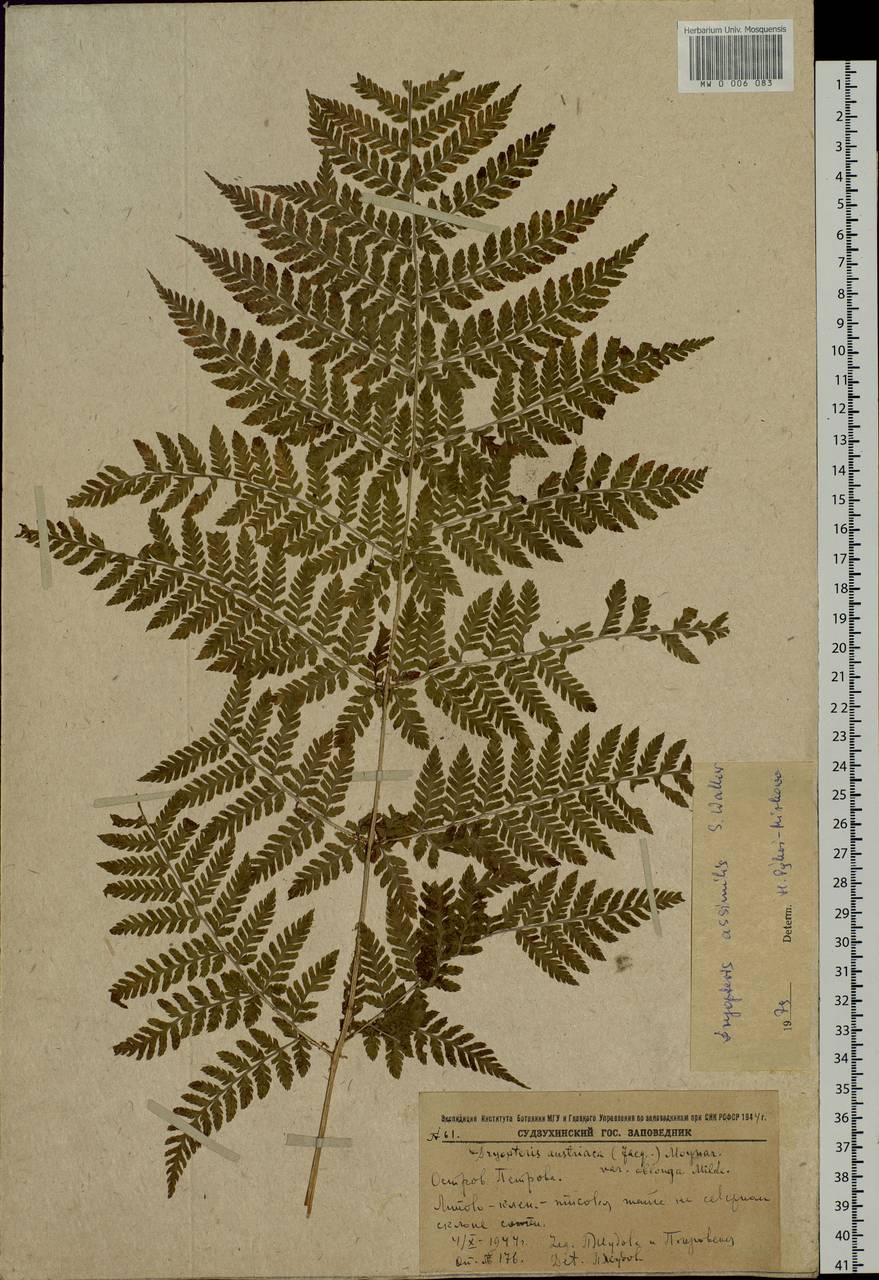 Dryopteris dilatata subsp. dilatata, Siberia, Russian Far East (S6) (Russia)