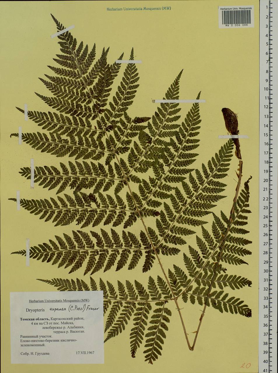 Dryopteris dilatata subsp. dilatata, Siberia, Western Siberia (S1) (Russia)