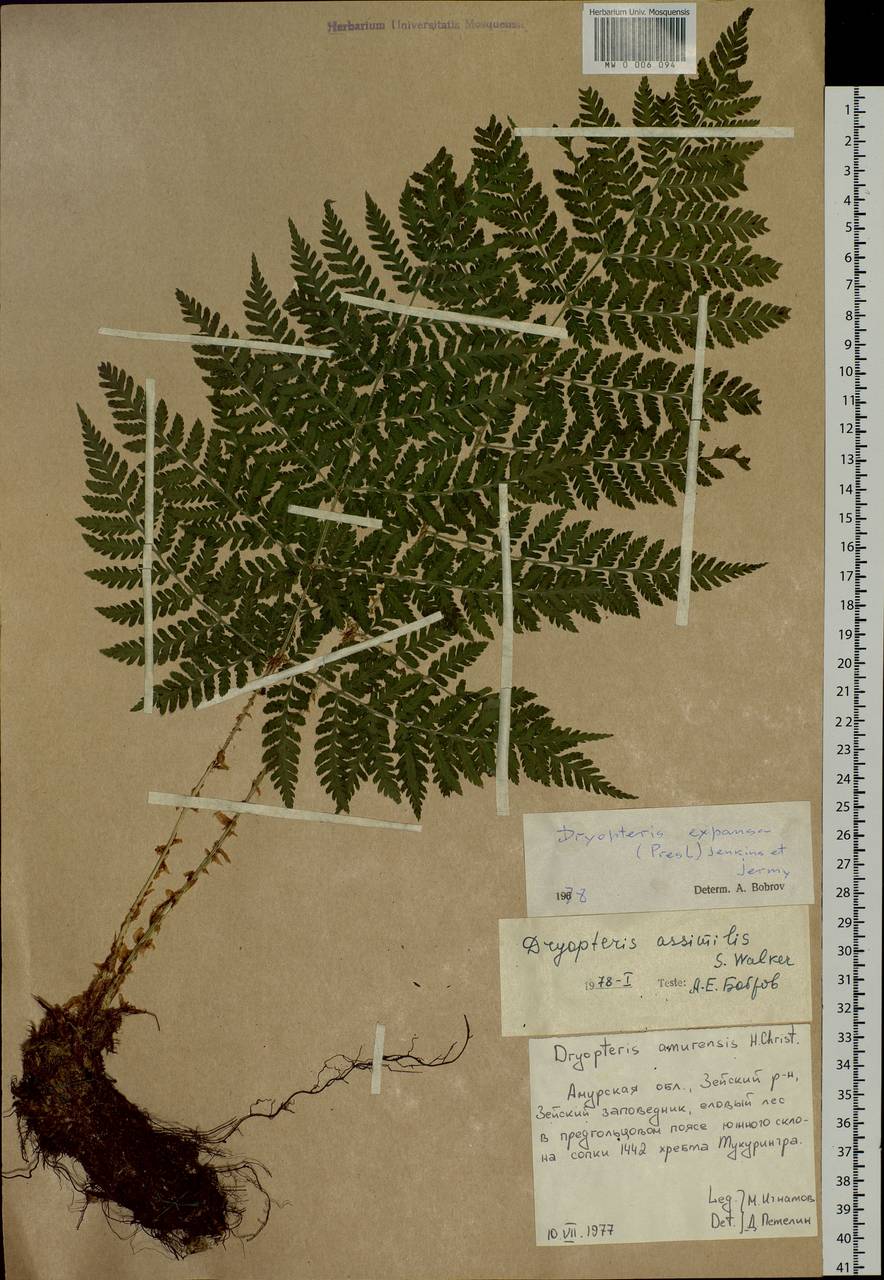 Dryopteris dilatata subsp. dilatata, Siberia, Russian Far East (S6) (Russia)