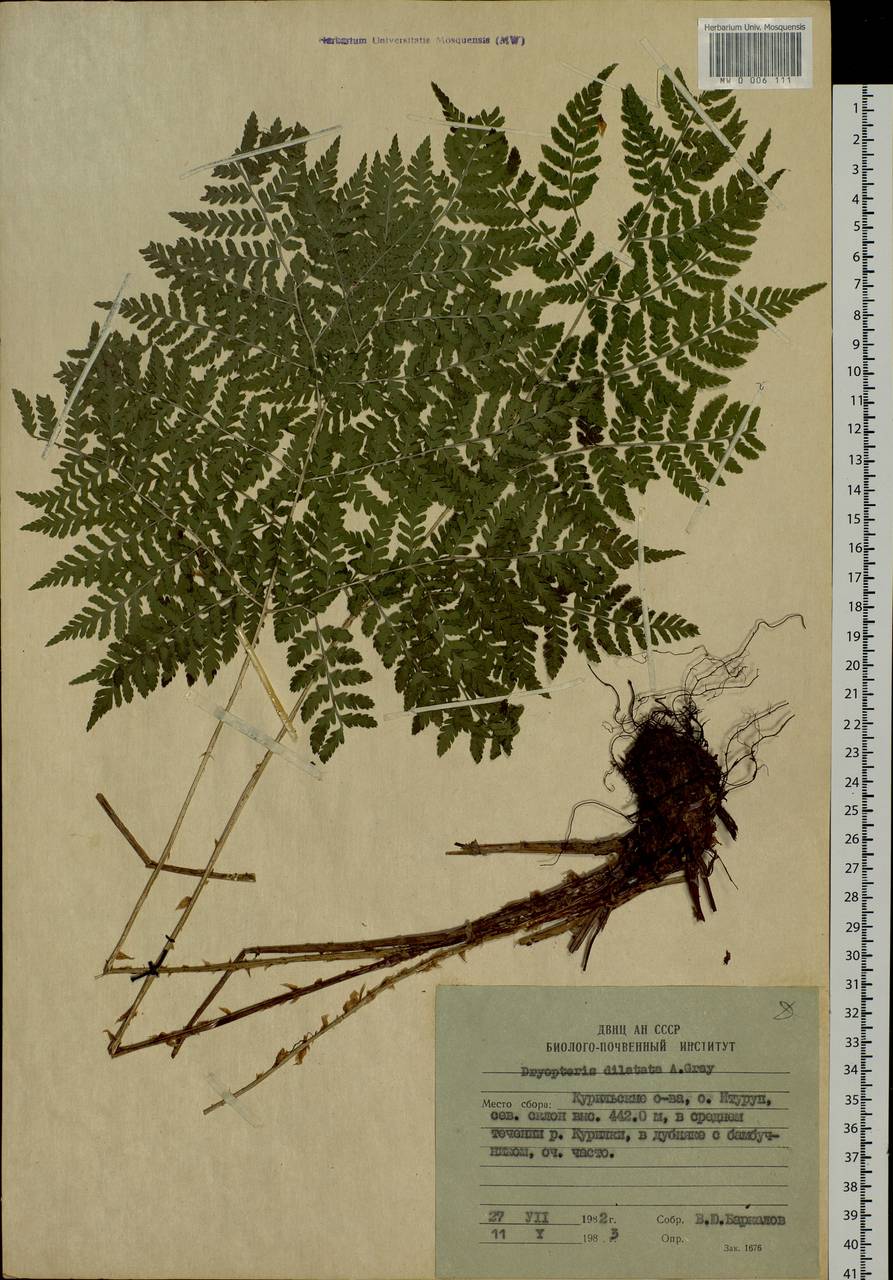 Dryopteris dilatata subsp. dilatata, Siberia, Russian Far East (S6) (Russia)