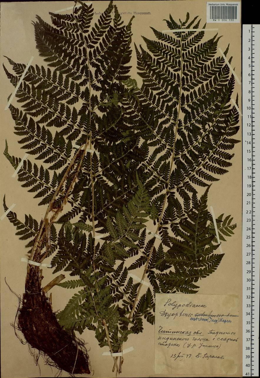 Dryopteris dilatata subsp. dilatata, Siberia, Baikal & Transbaikal region (S4) (Russia)