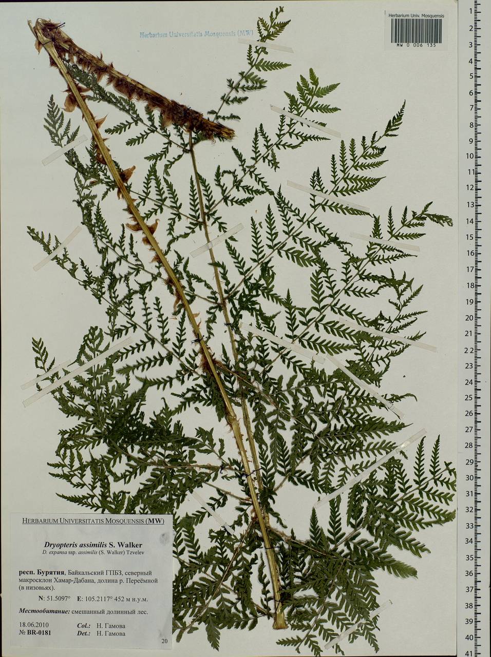 Dryopteris dilatata subsp. dilatata, Siberia, Baikal & Transbaikal region (S4) (Russia)