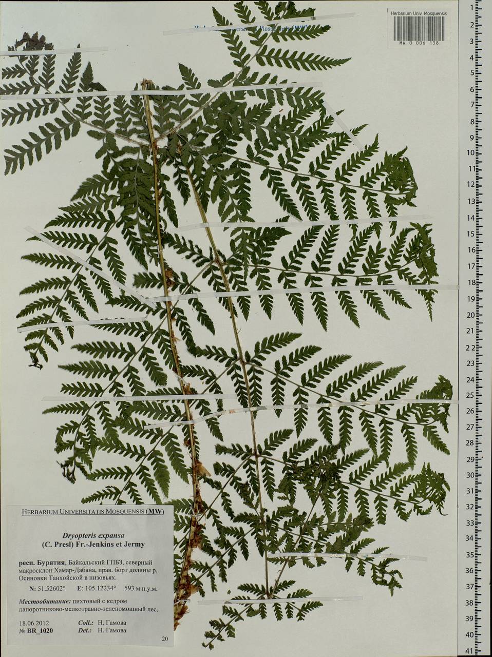 Dryopteris dilatata subsp. dilatata, Siberia, Baikal & Transbaikal region (S4) (Russia)