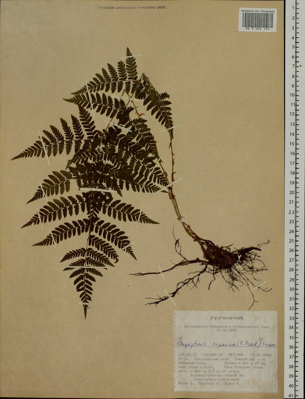 Dryopteris dilatata subsp. dilatata, Siberia, Altai & Sayany Mountains (S2) (Russia)
