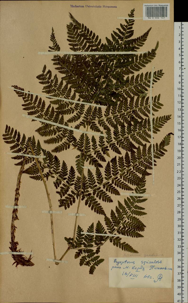 Dryopteris dilatata subsp. dilatata, Siberia, Altai & Sayany Mountains (S2) (Russia)