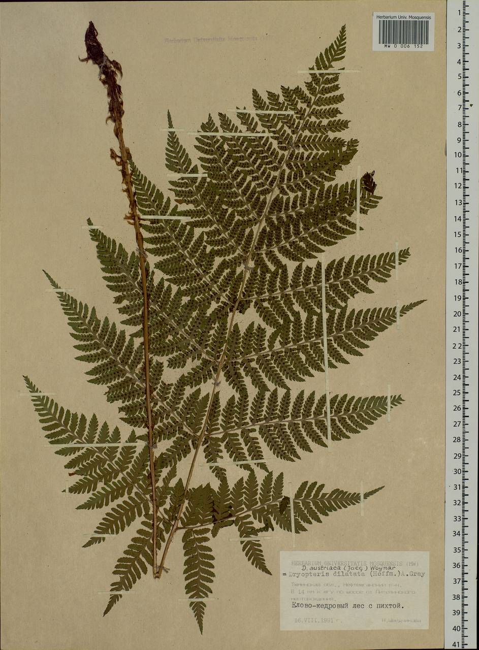 Dryopteris dilatata subsp. dilatata, Siberia, Western Siberia (S1) (Russia)