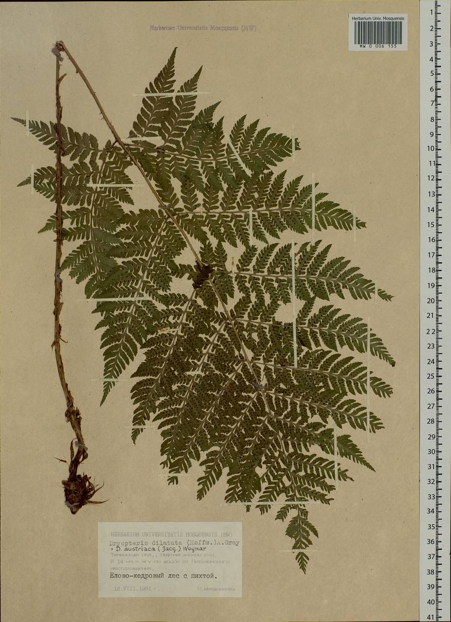 Dryopteris dilatata subsp. dilatata, Siberia, Western Siberia (S1) (Russia)